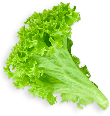 Download Lettuce Leaf - Green Salad Png PNG Image with No Background -  