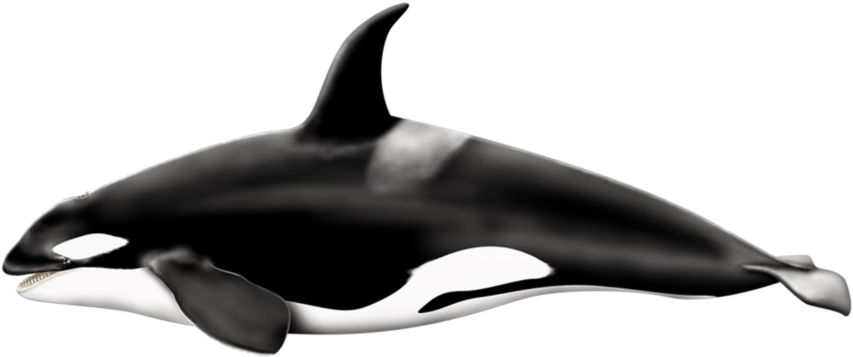 Killer Whale Png Pic - Killer Whale Png (900x396), Png Download