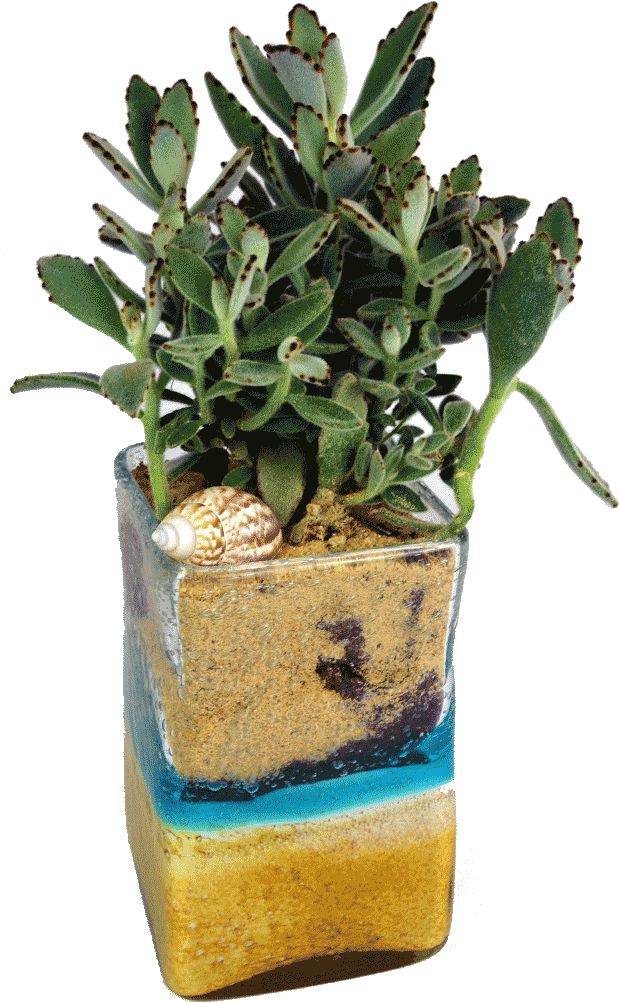 Seashell Succulent - Succulent Plant (1024x1024), Png Download