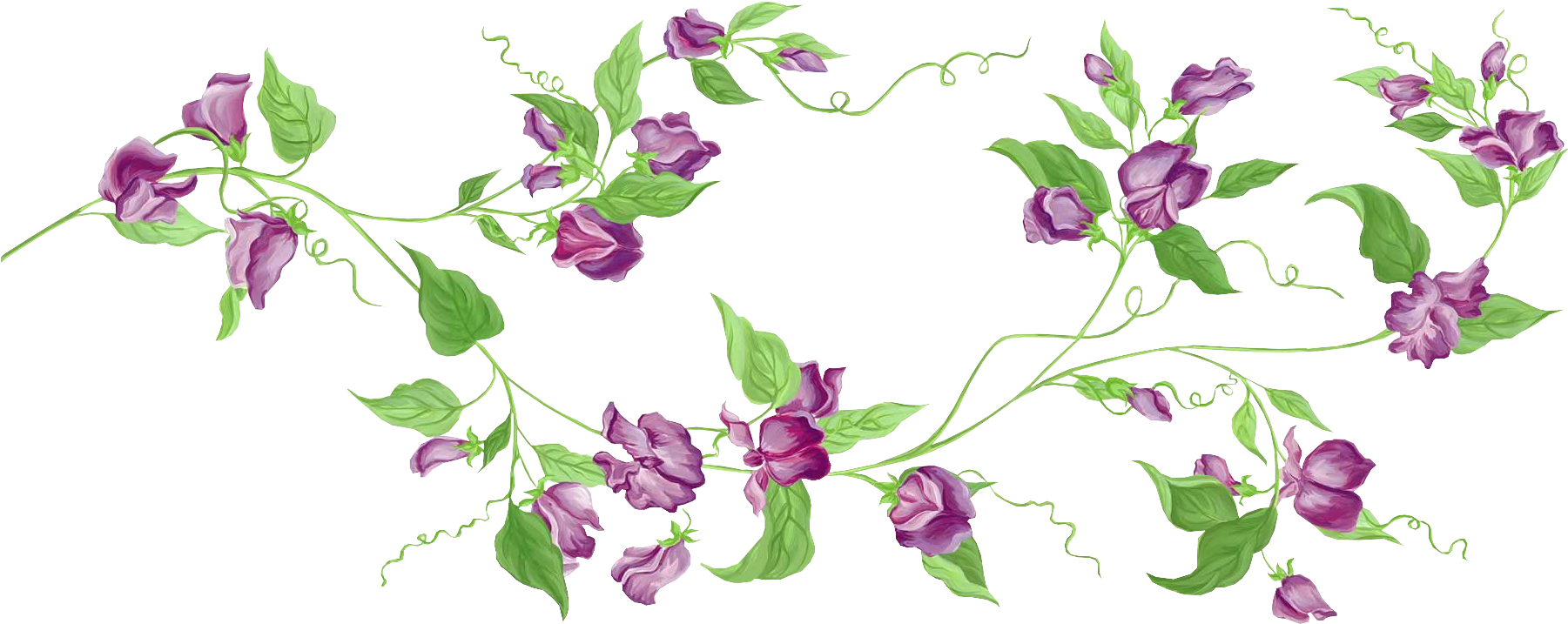 Lavender Clipart Transparent - Flower Vine Transparent Background (1824x764), Png Download