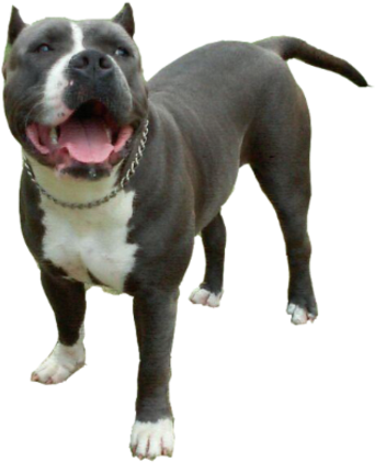 Blue Nose Puppies For - Blue Nose Pitbull Png (483x495), Png Download