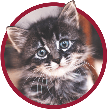 Kitten Preferred Pet Plans - Kitten '\ (494x481), Png Download