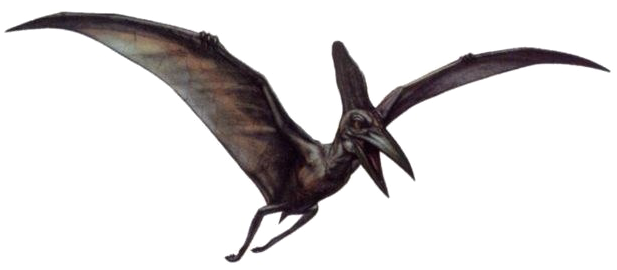 Dinosaur Png Image Transparent - Pteranodon (621x277), Png Download
