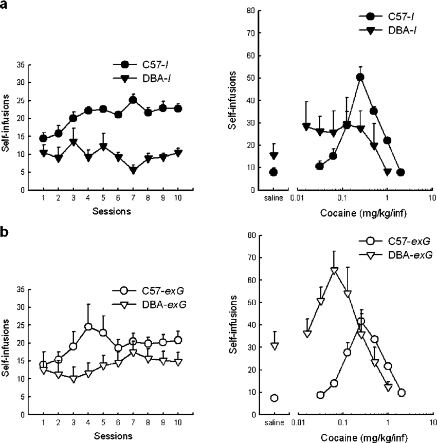 Comparing C57 And Dba Mice With And Without A Short - C57bl/6 (850x862), Png Download