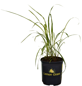 Houseplant (375x375), Png Download