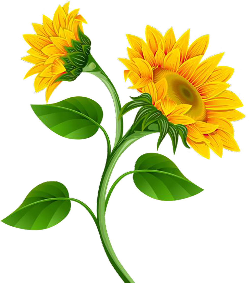 Sunflower Png Photo - Sunflower Clip Art Flowers (537x600), Png Download