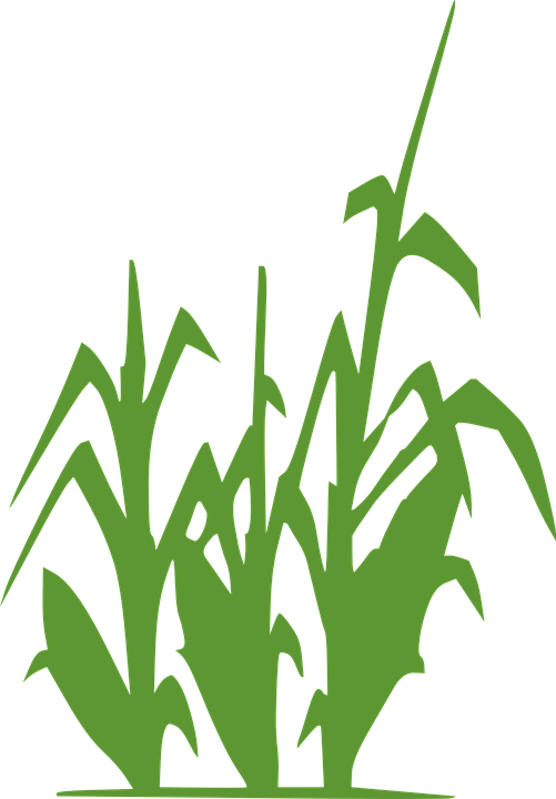 Clip Black And White Stock Green Free On Dumielauxepices - Limitless Horizons Ixil (501x720), Png Download