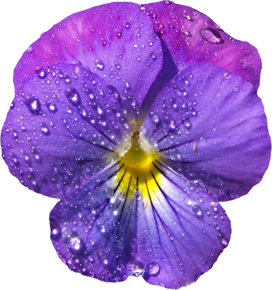 Violet Flower Gif Clip Art (950x1014), Png Download