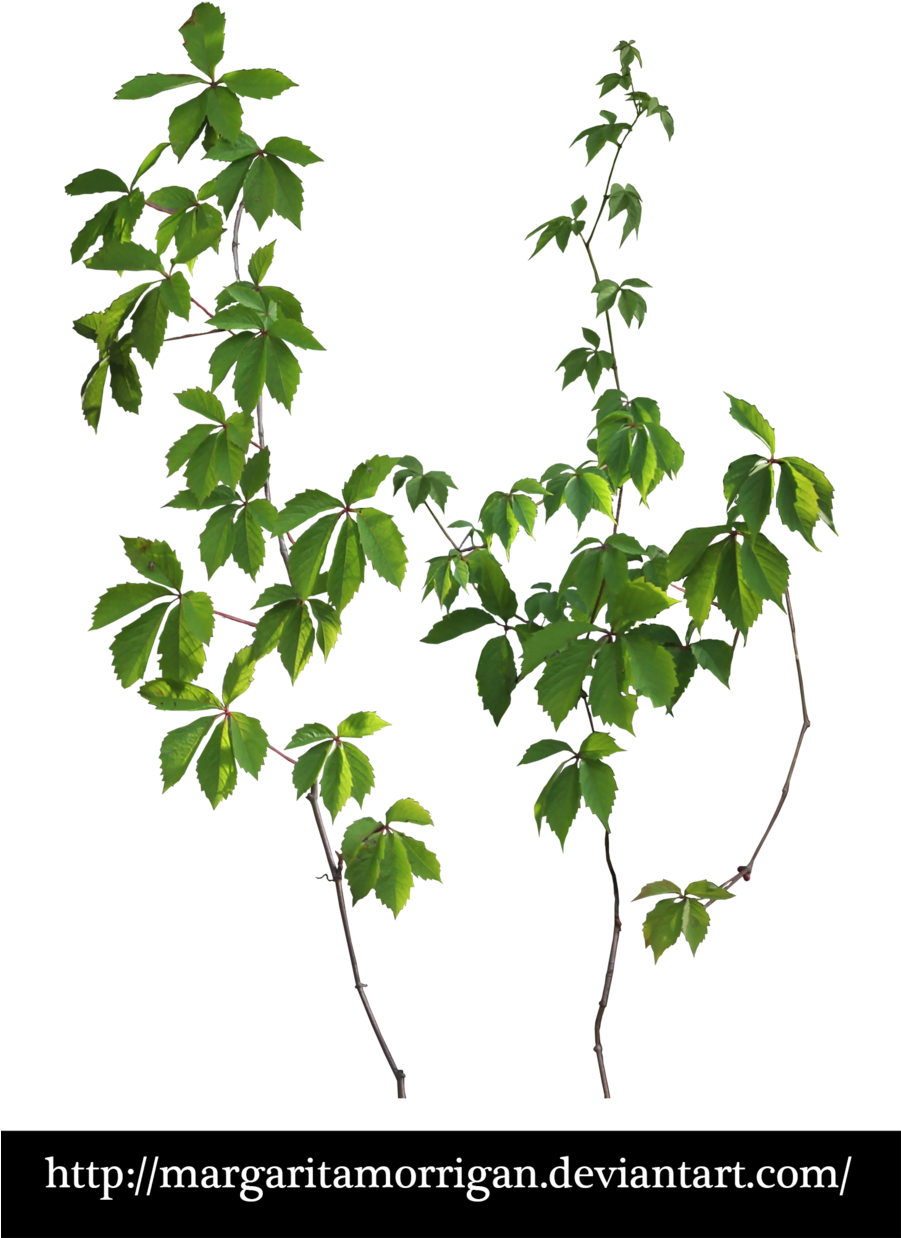 Liana Png (900x1296), Png Download
