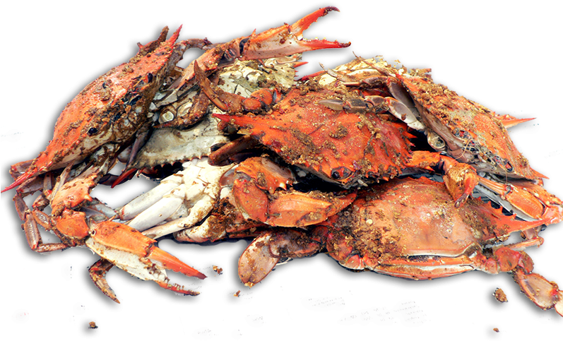 House Hot Steamed Crabs - Cooked Blue Crabs (796x500), Png Download