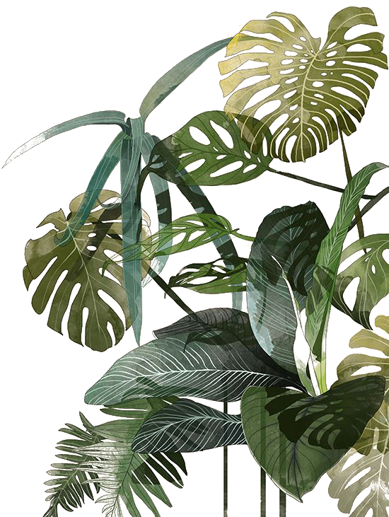 Botanical Illustration Drawing Watercolor Painting - Leaves Illustration Tropical (550x826), Png Download