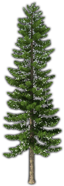 Fir-tree Png File - Pine Trees Transparent Png (500x400), Png Download