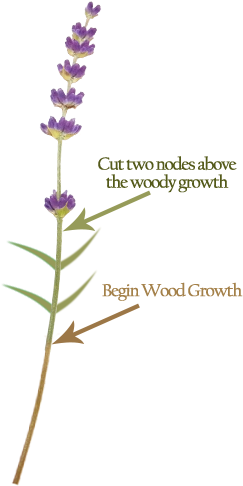 Where To Prune Lavender - Cut Lavender (250x500), Png Download