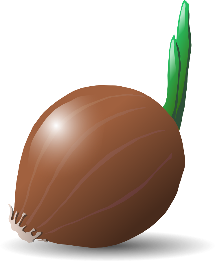 How To Set Use Onion Clipart (750x900), Png Download