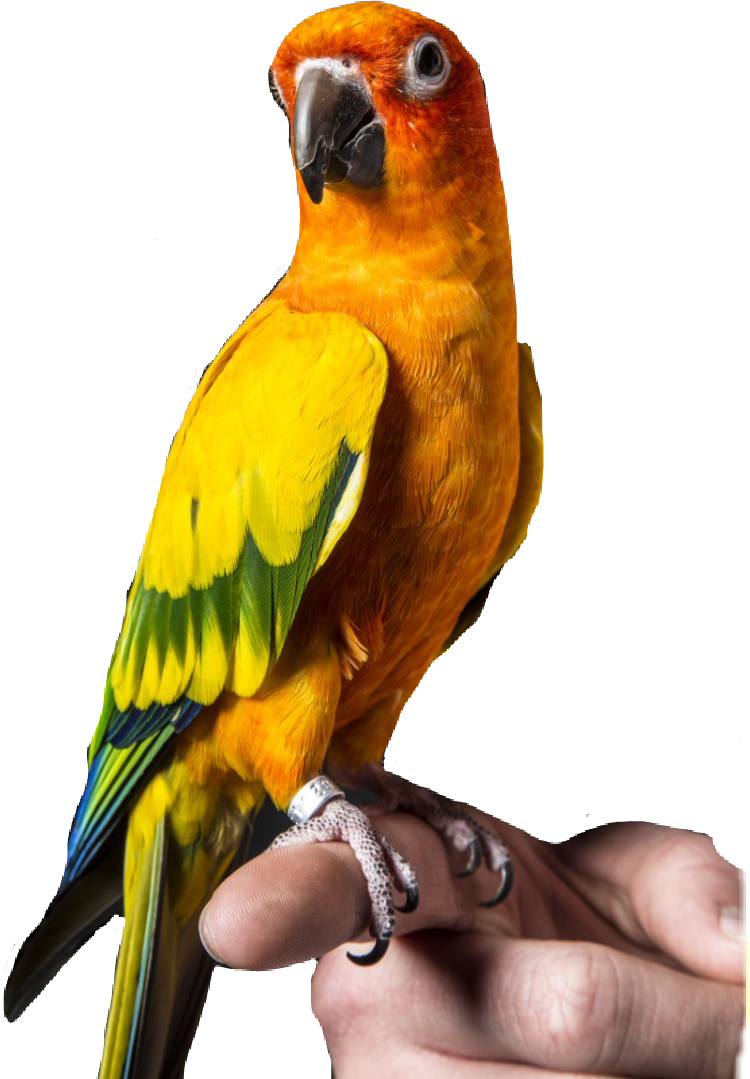 Paul Source - Logan Paul's Bird Maverick (750x1079), Png Download