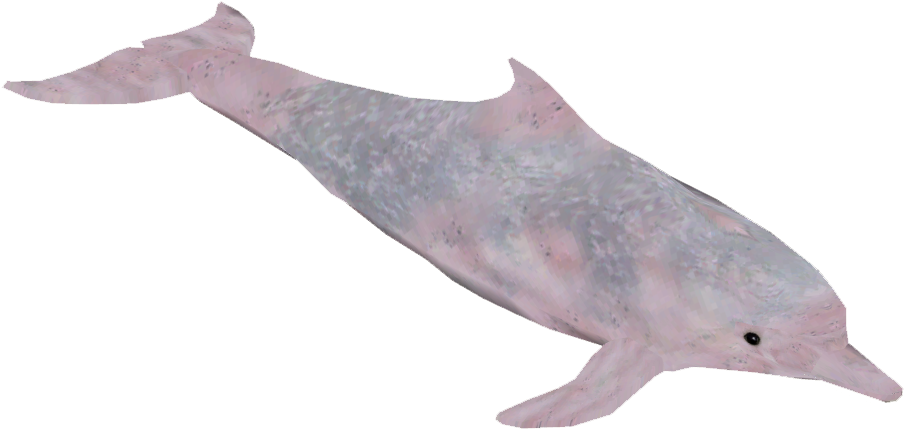 Chinese White Dolphin 2 - Common Bottlenose Dolphin (903x903), Png Download