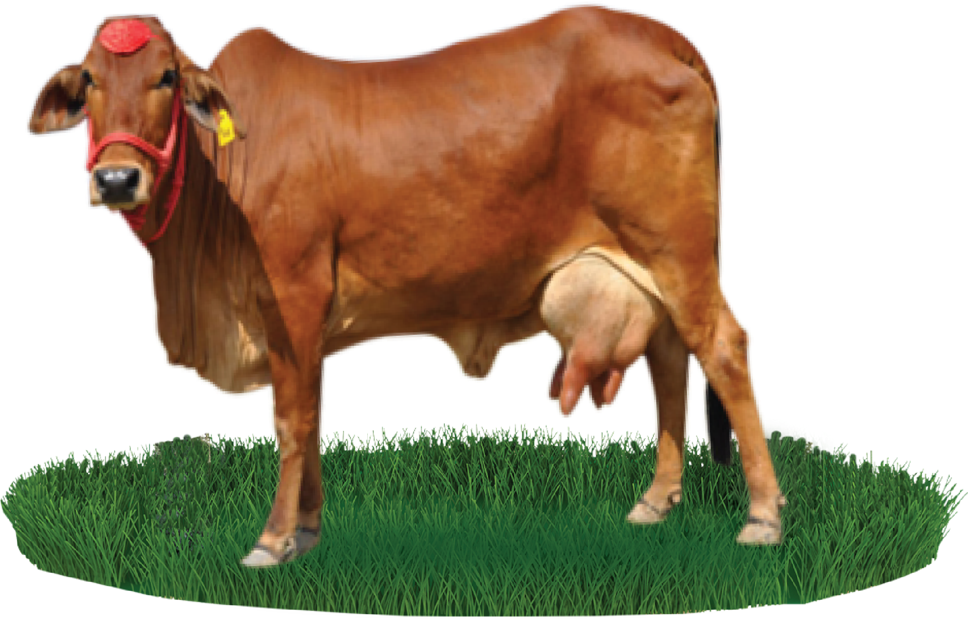 Download Sahiwal Cattle Beef Cattle Nili Gir Cow Images Png PNG Image