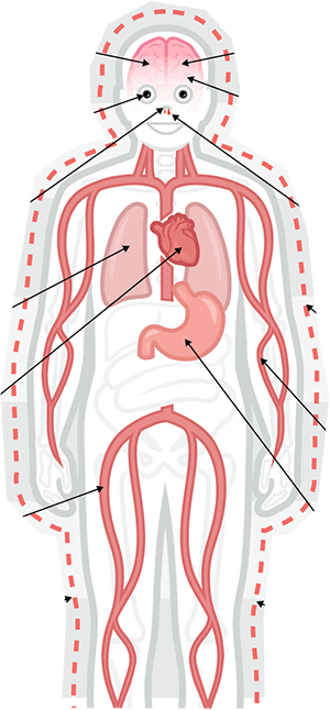 How Cocaine Affects Body Image - Alcohol Does To Your Body (300x646), Png Download