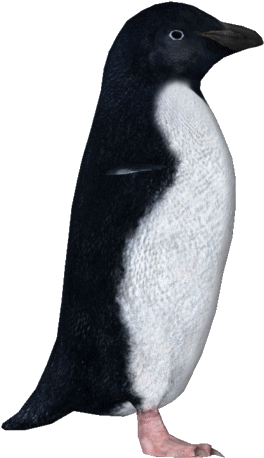 Penguin Transparent Tundra - Adelie Penguin Png (479x479), Png Download