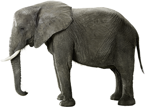 The Peaceful Elephant - Indian Elephant (600x465), Png Download