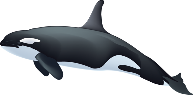 Killer Whale Png Image - Killer Whale Clip Art (638x314), Png Download