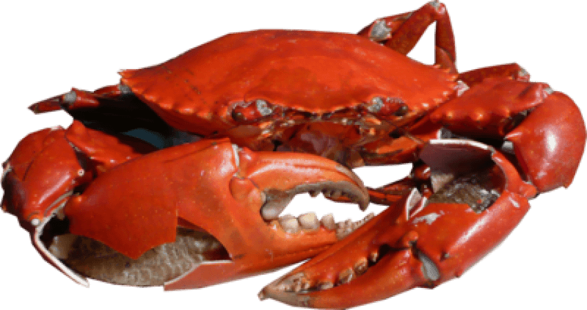 Free Png Crab Png Images Transparent - Crab Png (850x449), Png Download
