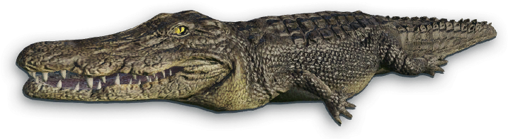 Crocodile Png File - Portable Network Graphics (720x202), Png Download
