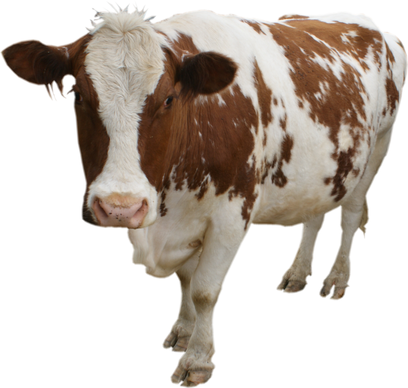 Cow Png - Cow Transparent (800x761), Png Download