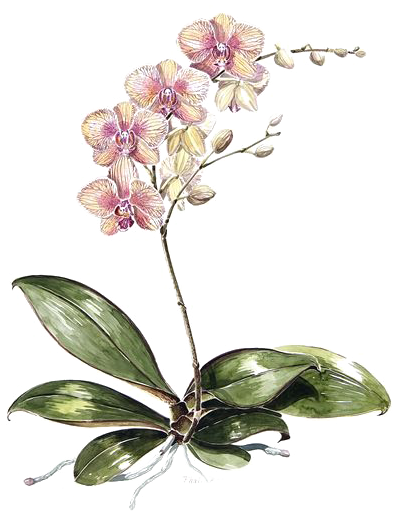 Moth Orchids Drawing Botanical Illustration Watercolor - Orchid Botanical Illustration (450x600), Png Download