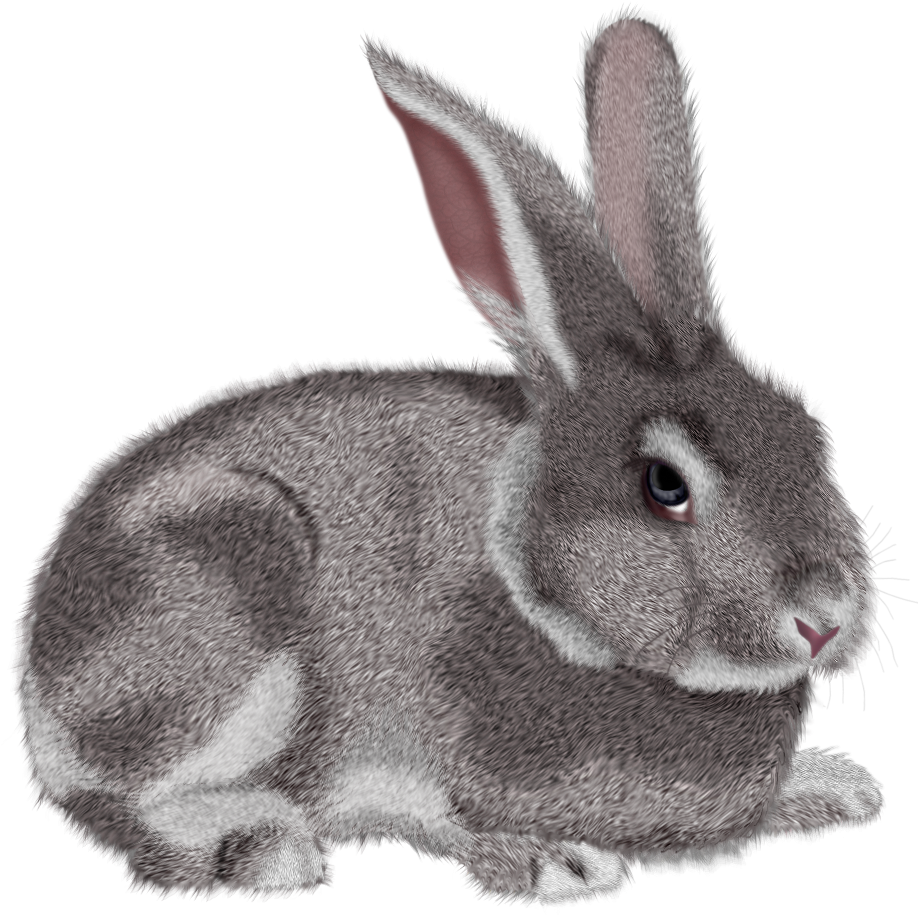 Rabbit Png Clipart (1849x1825), Png Download