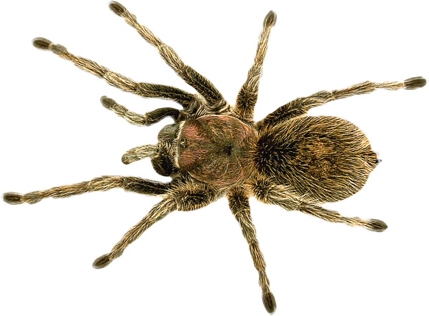Free Png Spider Png Images Transparent - Long Do Spiders Live (850x640), Png Download