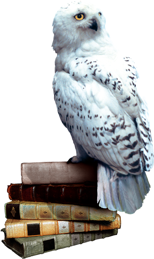 Hedwig Books - Harry Potter Owl Png (520x850), Png Download