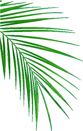 Palm Leafs - Oil Palm Leaf Sampling (368x559), Png Download