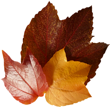 Three Autumn Leaves - Autumn Leaves Brown (354x355), Png Download