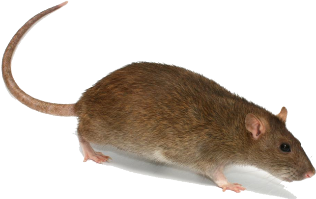 Rat - Rat Transparent (690x414), Png Download