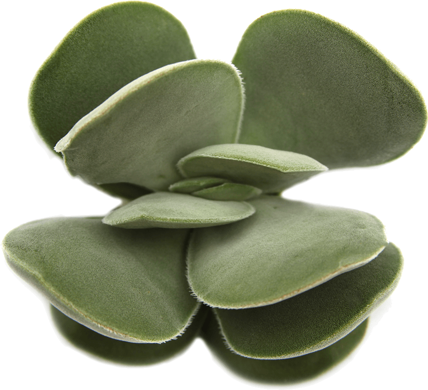 Succulent Png Free - Transparent Background Succulent Purple (1024x1024), Png Download