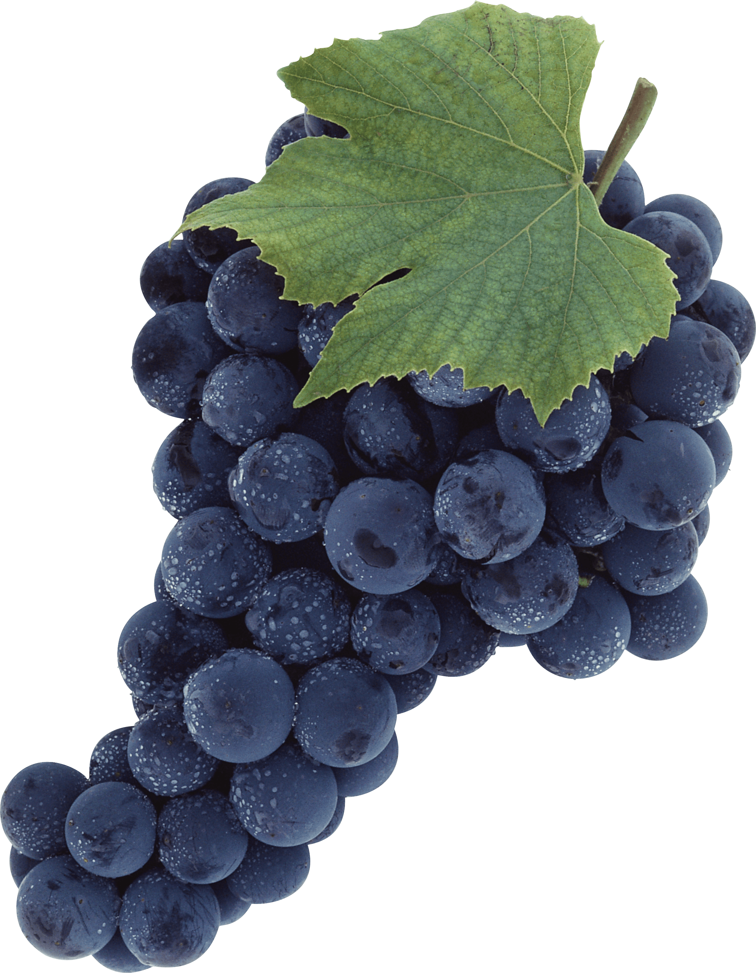 Black Grapes Png Transparent Image - Wine Grapes Png (2520x3242), Png Download