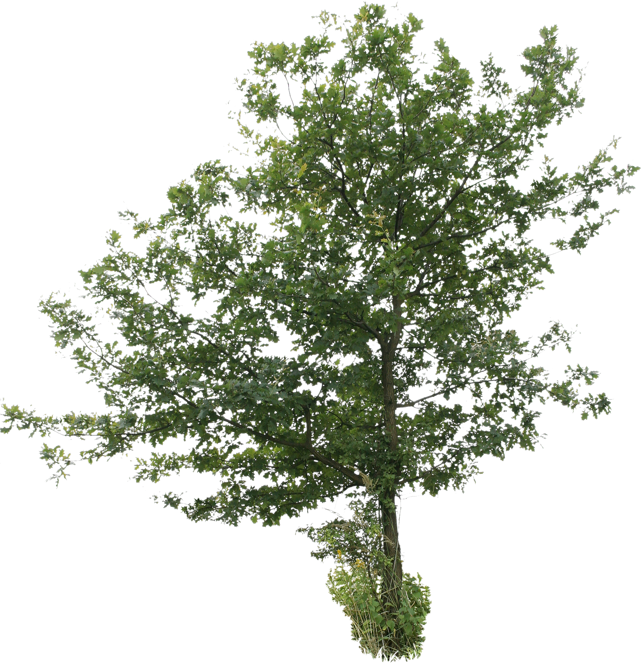 2d Trees - Tree Cut Out Png (2304x2306), Png Download