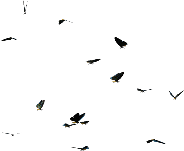 Butterflies Swarm Png Clipart - Flock (1258x631), Png Download
