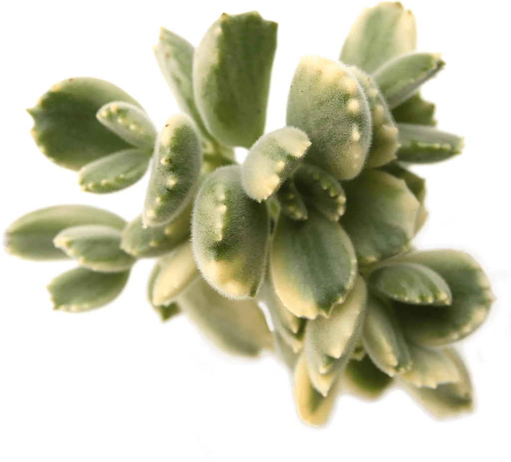 Cotyledon Tomentosa 'bear's Paw' Variegata - Cotyledon Tomentosa (1024x1024), Png Download