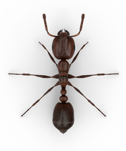 Fire Ant Top View - Free Transparent PNG Download - PNGkey