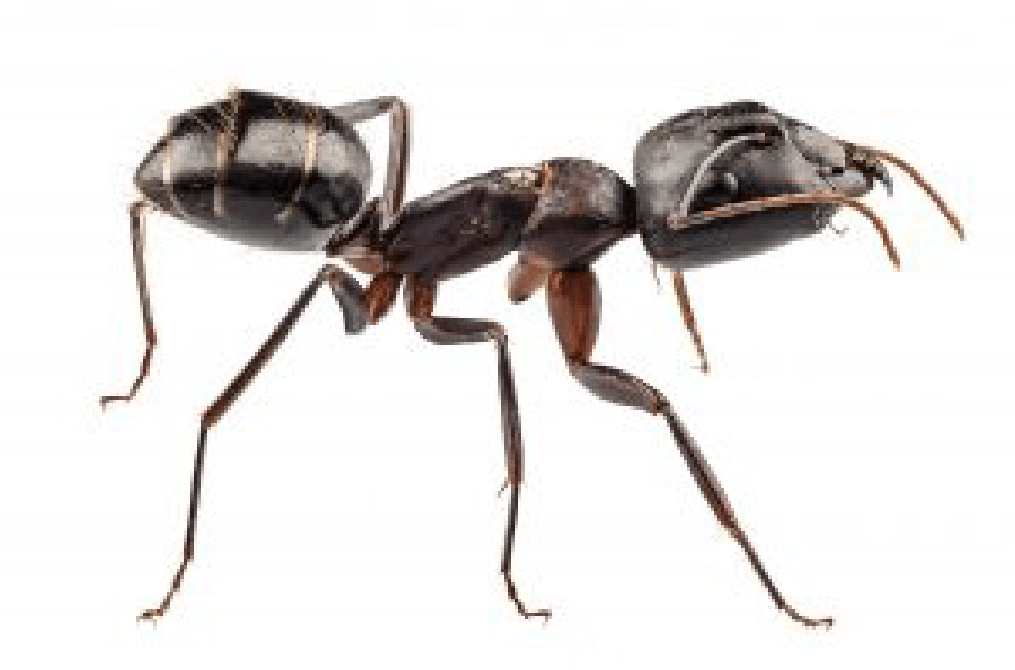 Carpenter Ants - Ant [book] (2042x1674), Png Download