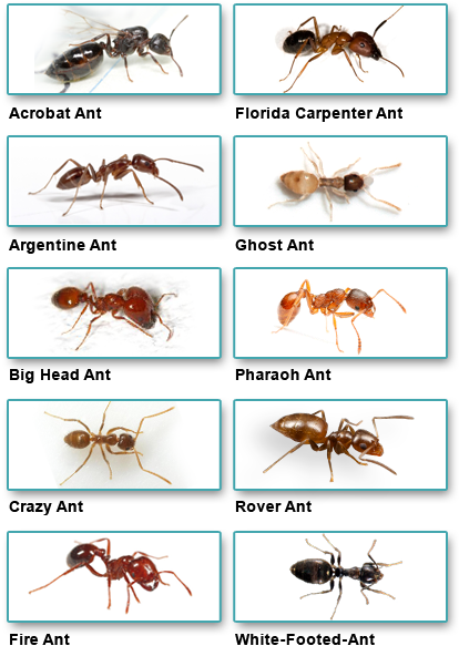 The Electrician Said The Ants Will Sometimes Get Into - Outdoor Ants (414x583), Png Download