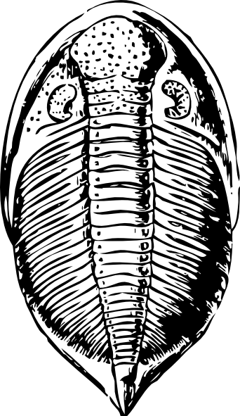 Trilobite Clipart (342x591), Png Download