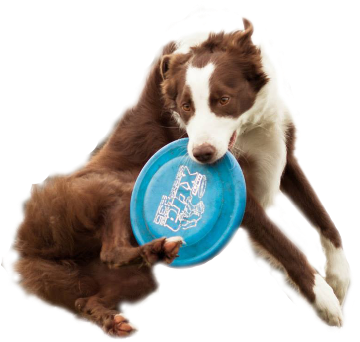 Dog Catching Frisbee White Background (785x800), Png Download
