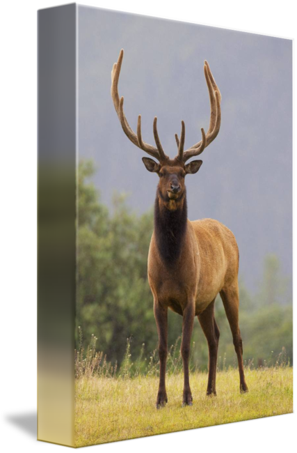 Clip Freeuse Library Roosevelt With In Velvet Stands - Captive Bull Roosevelt Elk With Antlers In Velvet Stands (427x650), Png Download
