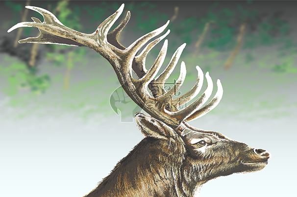Elk Graphics Painting Forest Background - Elk (606x402), Png Download