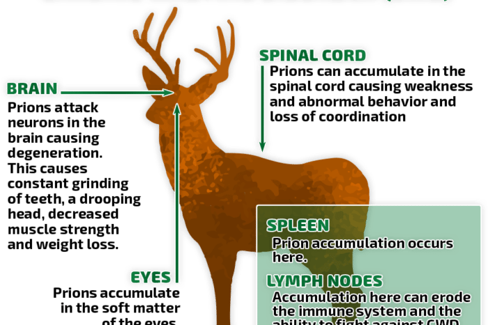 Cwd In Elk Spreading Slowly, Now In Hunt Area 66 Near - Buckrail (700x466), Png Download