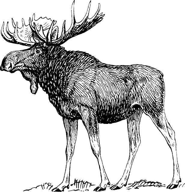 Moose, Elk, Reindeer, Antlers, Animal, Biology, Mammal - Moose Drawing (616x640), Png Download