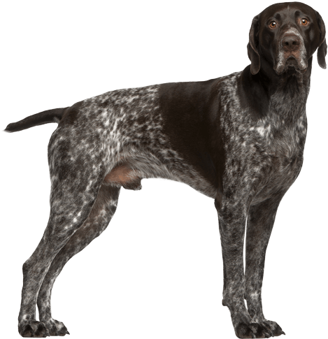 Appearance Of German Shorthaired Pointer - German Shorthaired Pointer Training Guide German Shorthaired (567x489), Png Download